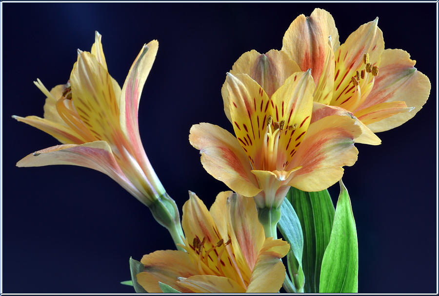 Flower Photograph - The Colours Of Alstroemeria. by Terence Davis
