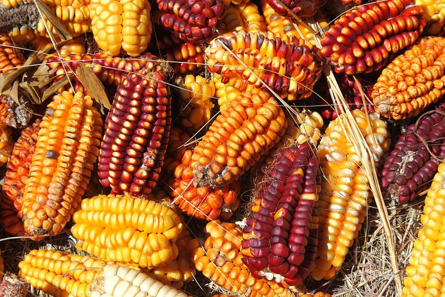 The Colours of Maize Photograph by James Brunker