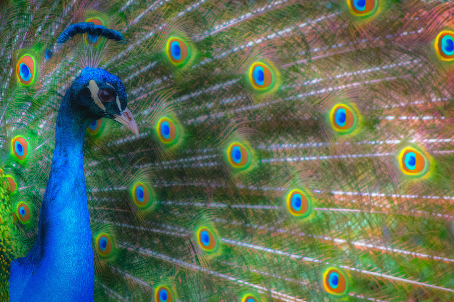 The Colours Of The Peacock Photograph by Rabiri Us