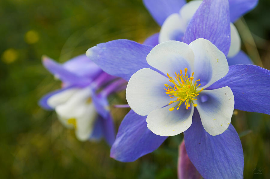 The Columbine Photograph by Aaron Spong
