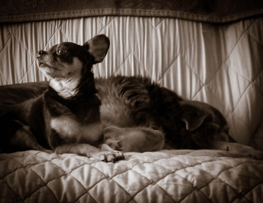 Dog Photograph - The Comfort of Friends by Christy Usilton