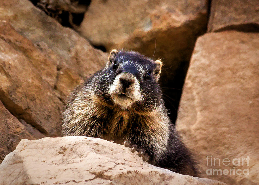 The Comical Marmot Painting by Janice Pariza
