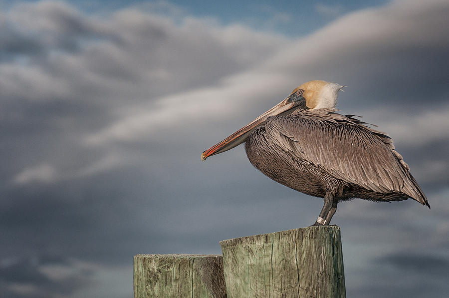 Pelican Photograph - The Coming Storm by David Bond