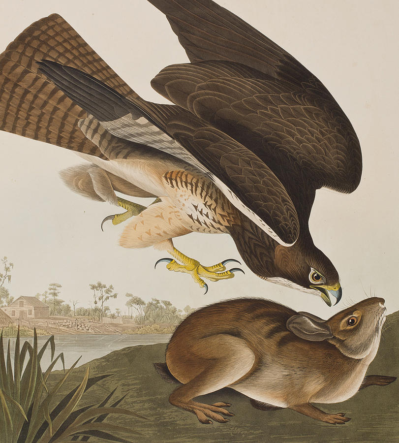 John James Audubon Painting - The Common Buzzard by John James Audubon