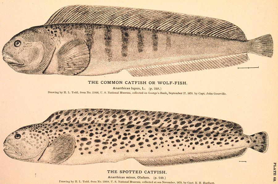 Fish Drawing - The Common Catfish or Wolf Fish and The Spotted Catfish by Brian Long