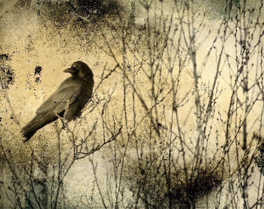 Nature Photograph - The Common Crow by Gothicrow Images