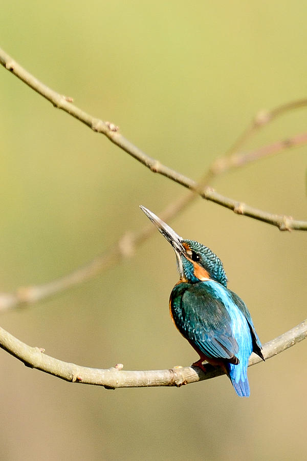 Kingfisher Photograph - The Common Kingfisher by Fotosas Photography