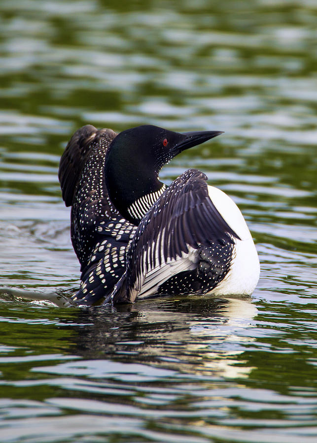 The Common Loon Photograph by Bill and Linda Tiepelman