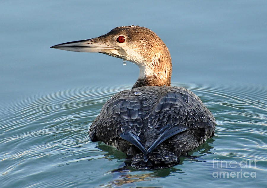 The  Common Loon Photograph by Kathy Baccari