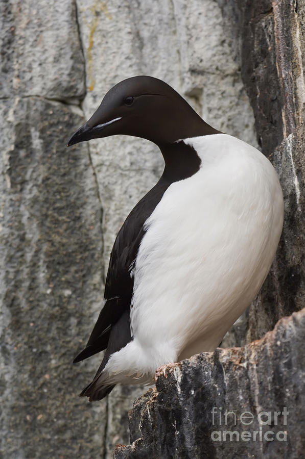 The Common Murre Photograph by John Shaw