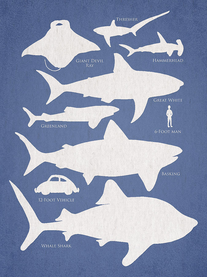 Shark Digital Art - The Comparison by Aged Pixel