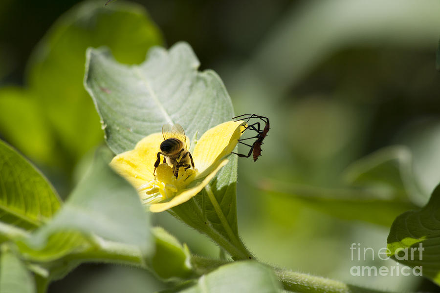 Nature Photograph - The competition by Kristy Ollis