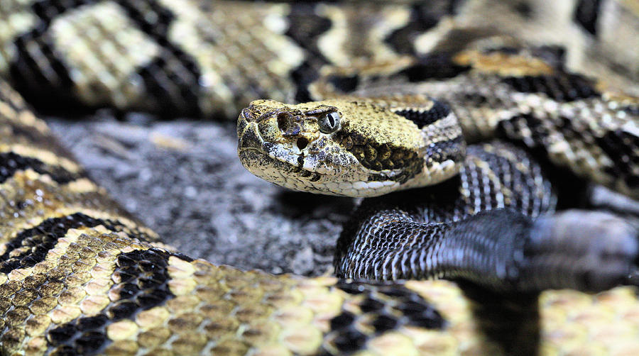 Snake Photograph - The Complaint Department by JC Findley