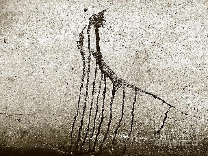 The Concrete Fossil Photograph by Fei A