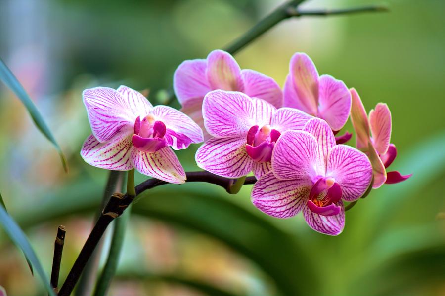 The Conservatory Orchid Photograph by Carol Montoya