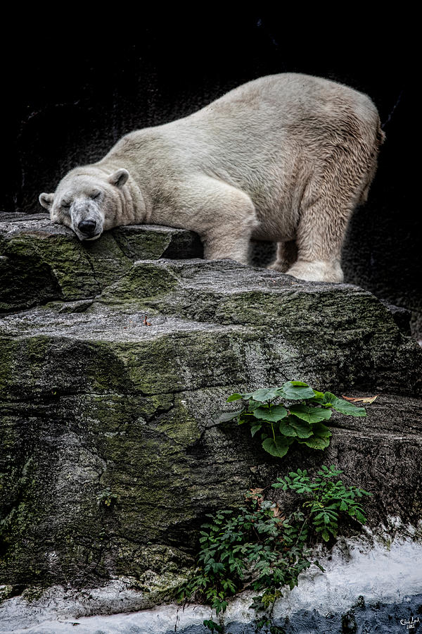 The Contented Bear Photograph by Chris Lord