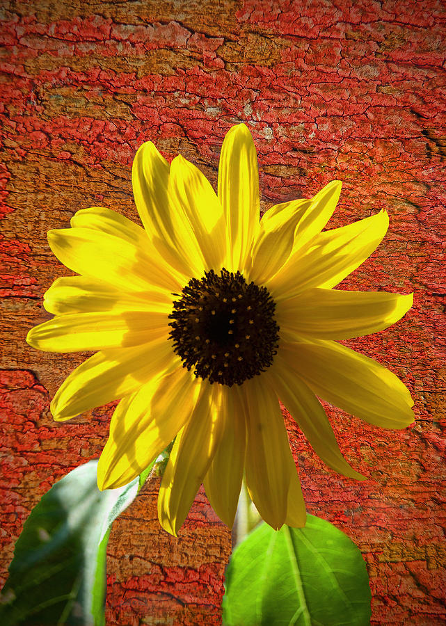Sunflower Photograph - The Contrast Of Time by Sandi OReilly