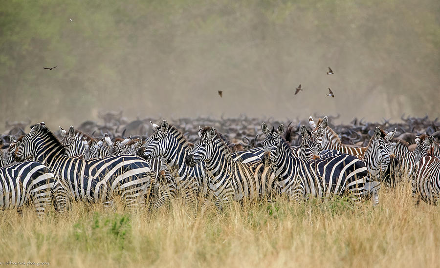 Zebra Photograph - The Convention by Jeffrey C. Sink