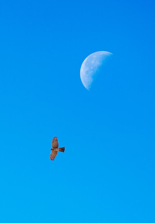 The Coopers Hawk and The Moon Photograph by Onyonet Photo studios