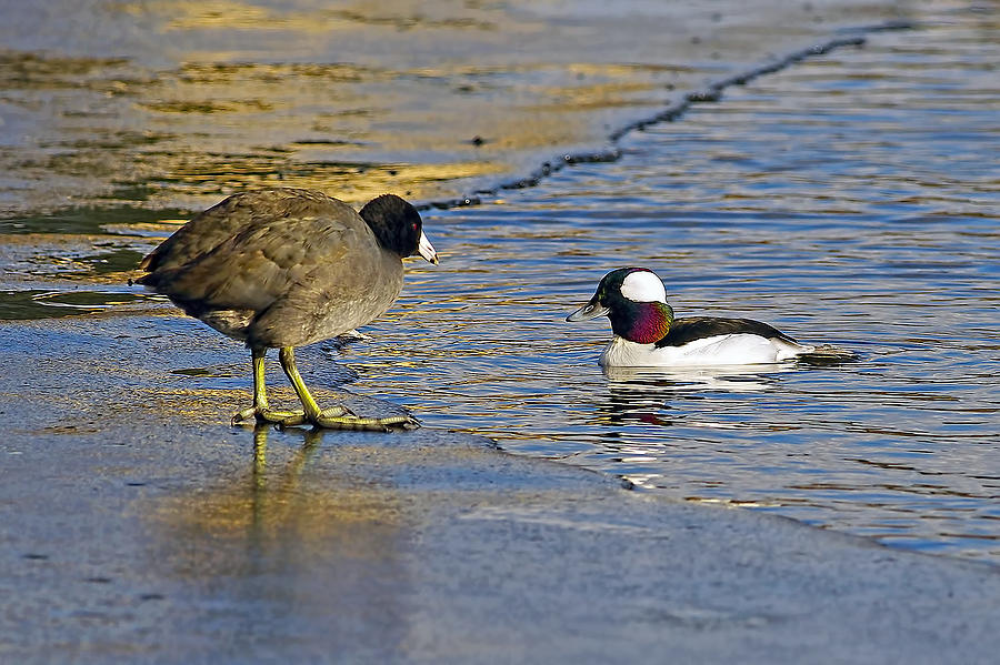 The Coot and the Bufflehead Photograph by Sharon Talson