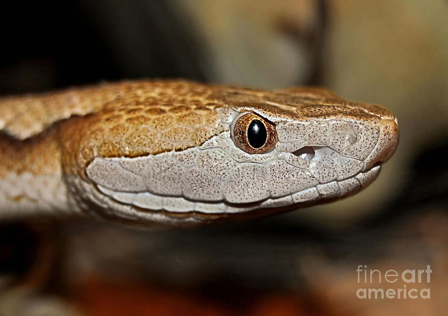 The Copperhead Photograph by Kathy Baccari