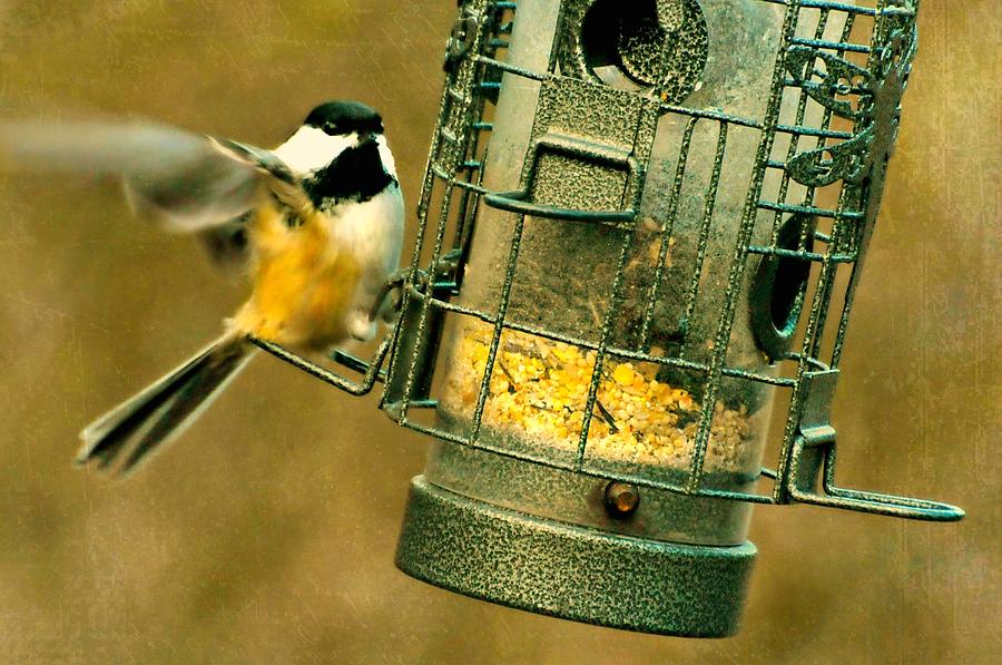 The Corn Feeder Photograph by Diana Angstadt