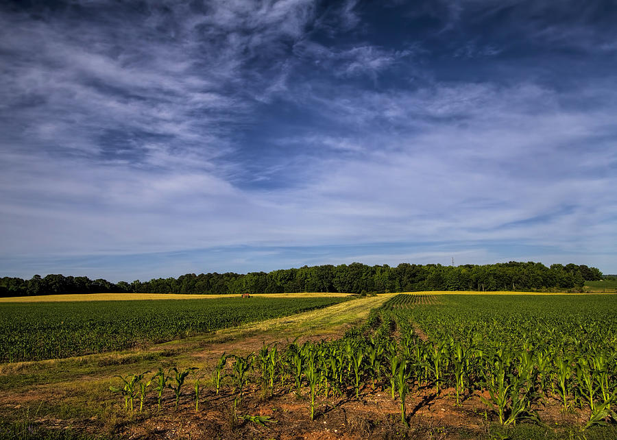 The Corn Fields of Alabama Photograph by Kathy Clark
