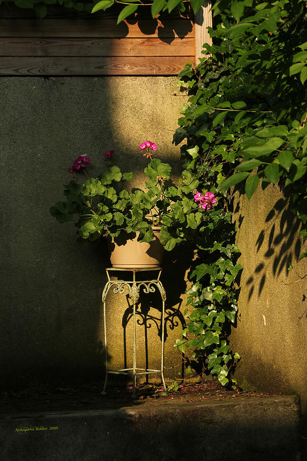 The Corner Flower Pot Photograph by Aleksander Rotner