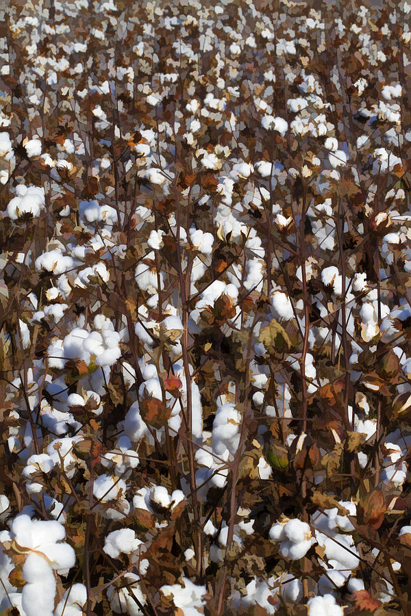 The Cotton Buzz in Alabama Photograph by Kathy Clark