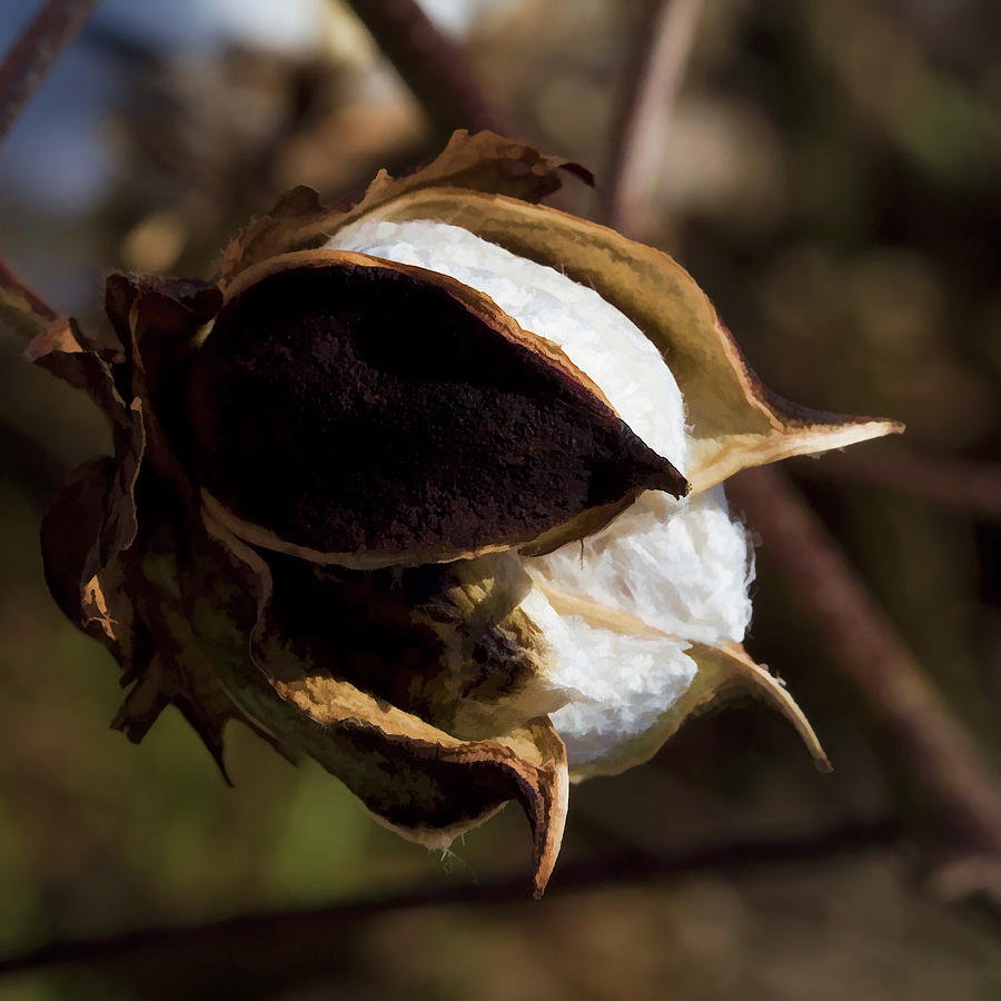 The Cotton Buzz Photograph by Kathy Clark