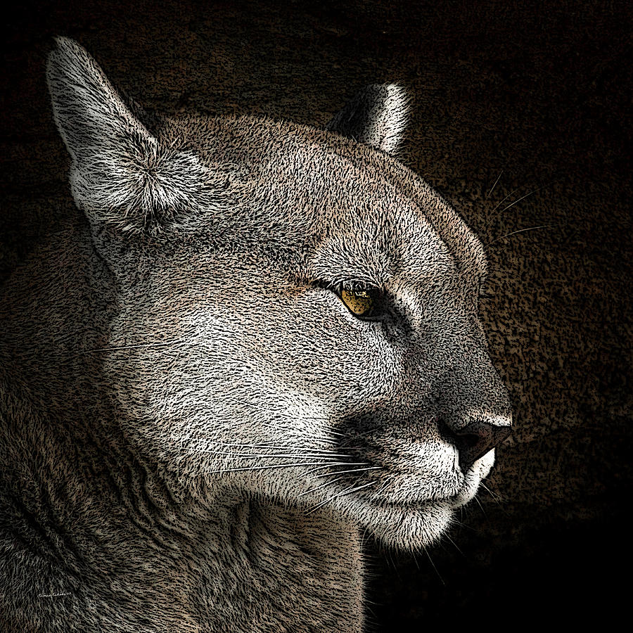 The Cougar 2 Photograph by Ernest Echols