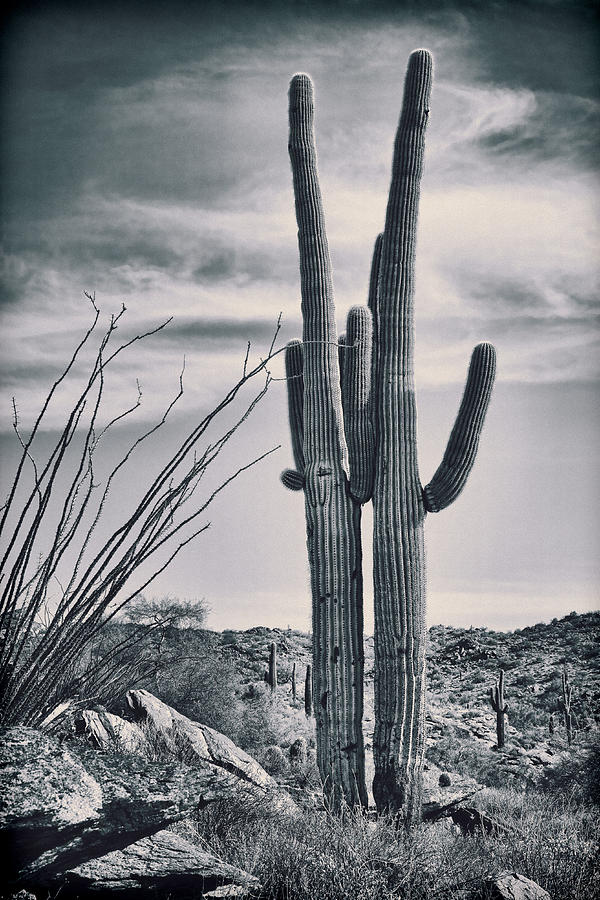 The Couple Photograph by Kelley King - Fine Art America