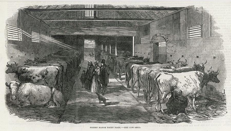 cowshed drawing