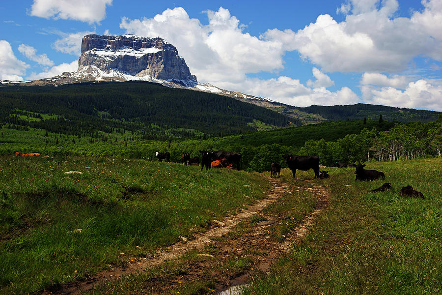 The Cows at Chief Mountain Photograph by Daniel Woodrum