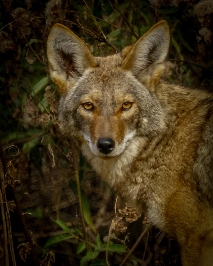 The Coyote 3 Photograph by Ernest Echols