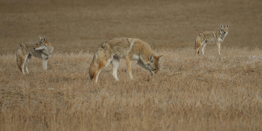 The Coyotes Photograph by Ernest Echols