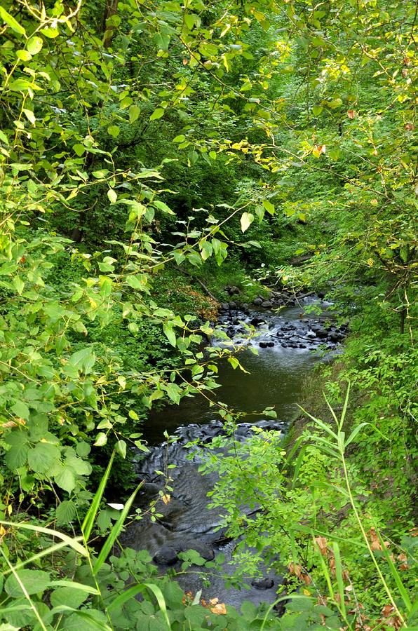 The Creek 26301 Photograph