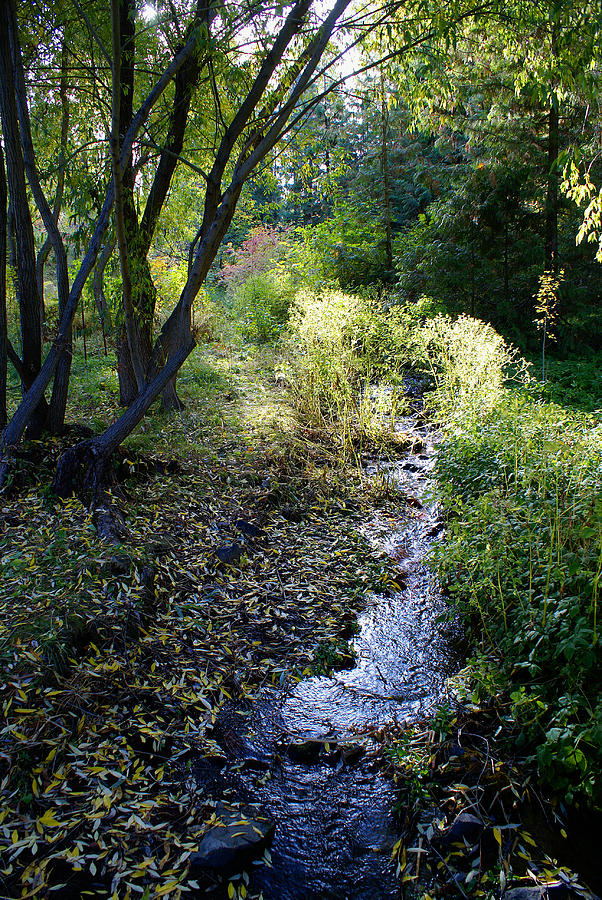 The Creek at Finch Arboretum 2 Photograph by Ben Upham III