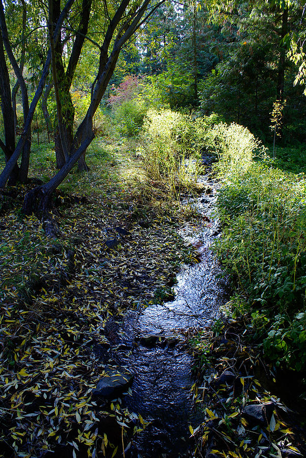 The Creek at Finch Arboretum Photograph by Ben Upham III