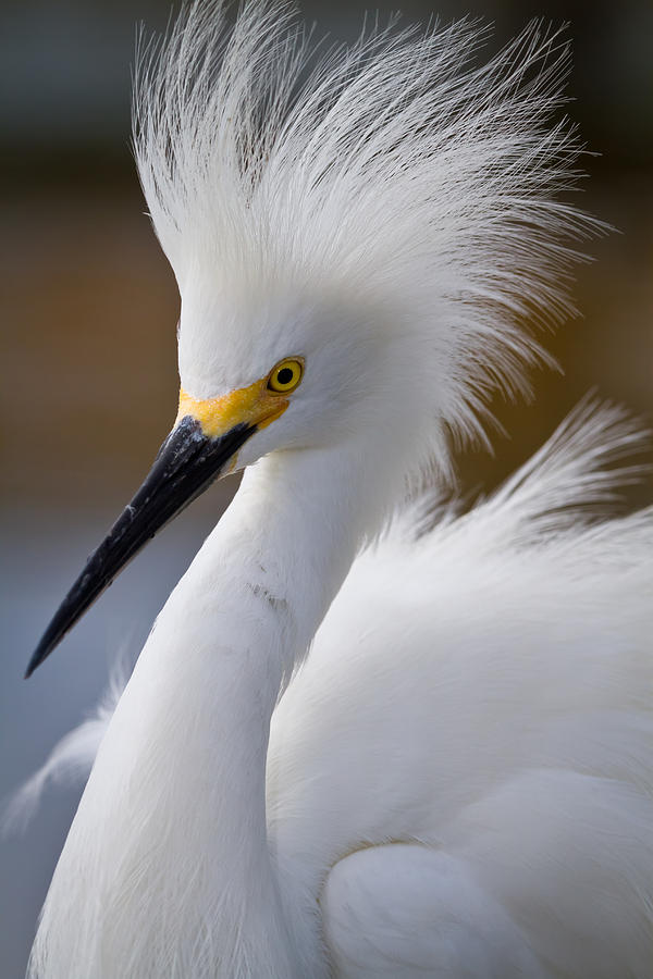 Animal Photograph - The Crest of a Snowy Egret by Andres Leon