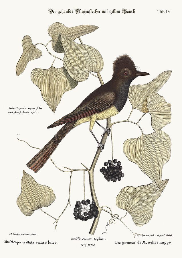 Mark Catesby Drawing - The crested Flycatcher by Splendid Art Prints