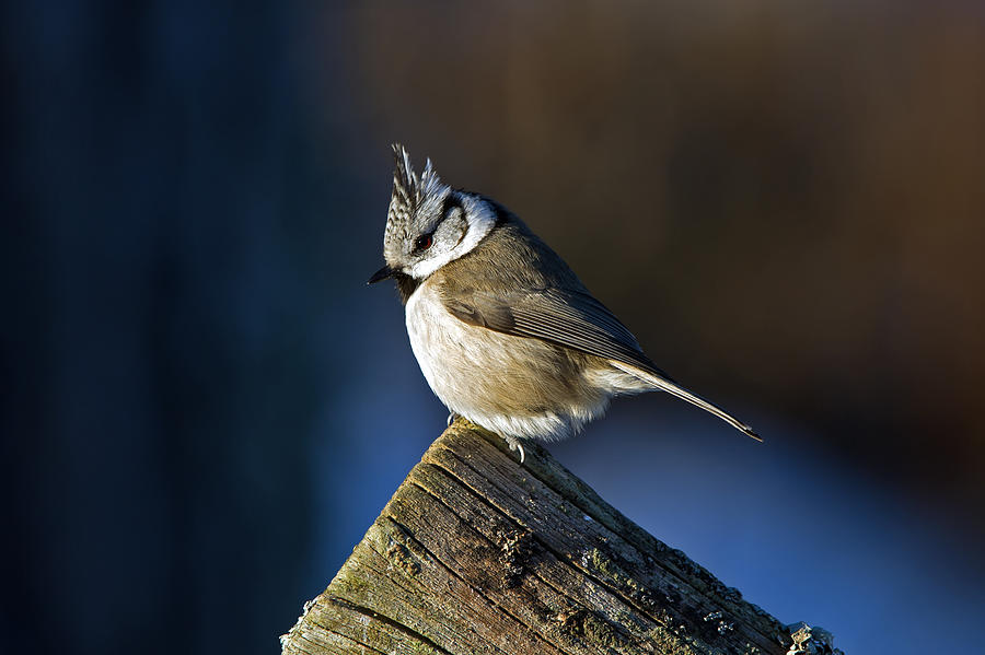 The Crested Tit in the Sun Photograph by Torbjorn Swenelius