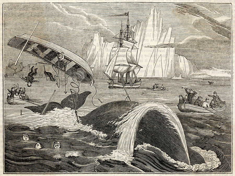 The Crew In Danger A Small Whaling Drawing by Mary Evans Picture ...