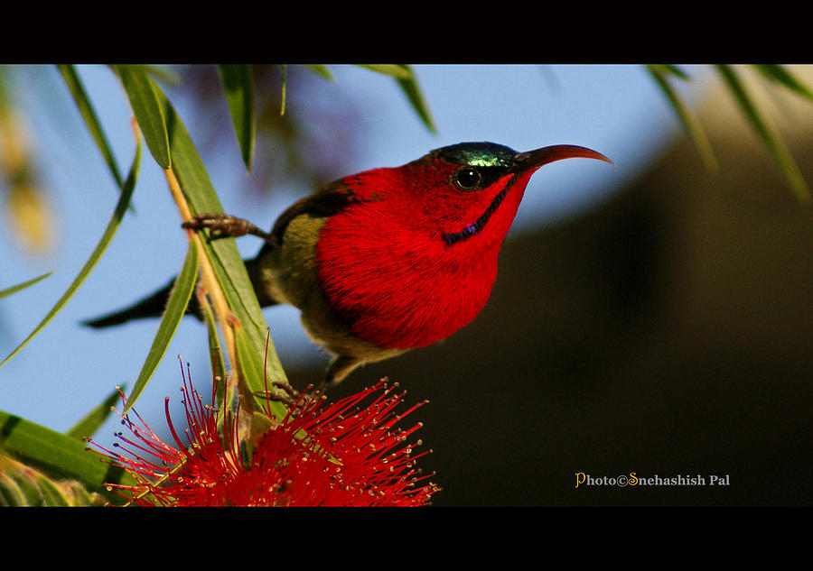 The Crimson Sunbird 2 Photograph by Wildlife Photgrapher Snehashish Pal ...