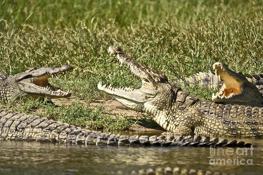 Crocodile Photograph - The Crocodile Bar by Liz Leyden