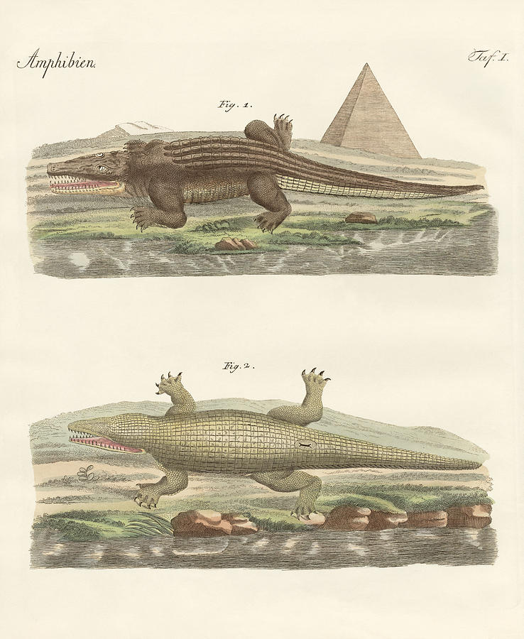 Crocodile Drawing - The crocodile by Splendid Art Prints