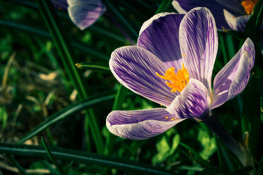 Nature Photograph - The Crocus by Andreas Levi