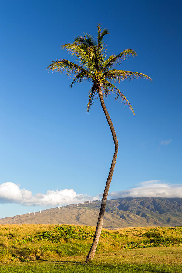 Bend Photograph - The Crooked Palm Tree by Pierre Leclerc Photography