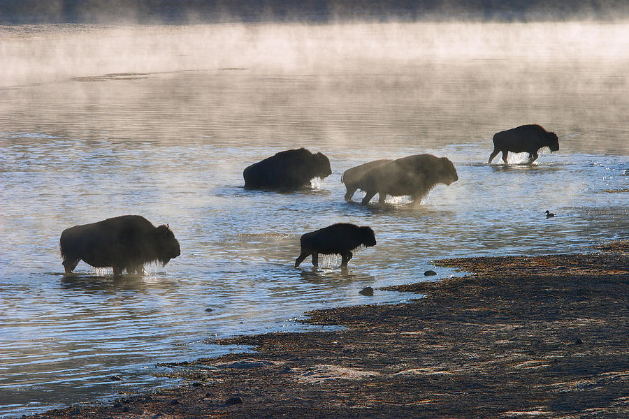 Yellowstone National Park Photograph - The Crossing by Don Hall
