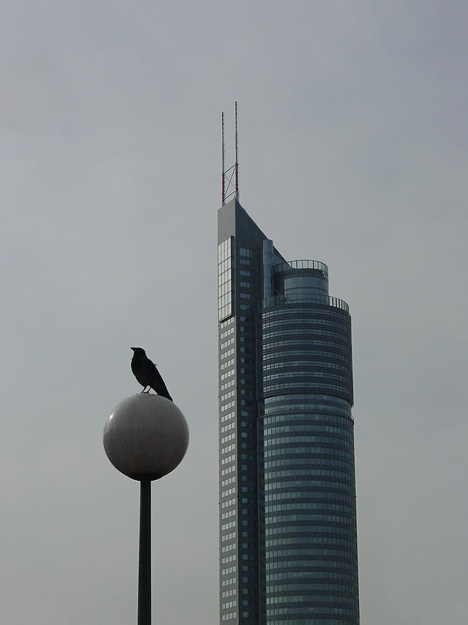 The Crow and the Milleniumtower in Winter Photograph by Menega Sabidussi